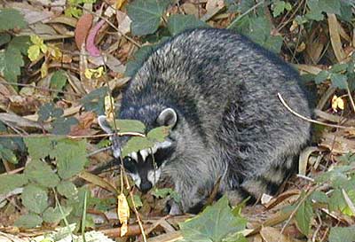 Raccoon