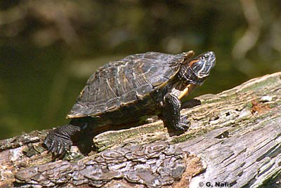 Red-eared Pond Slider