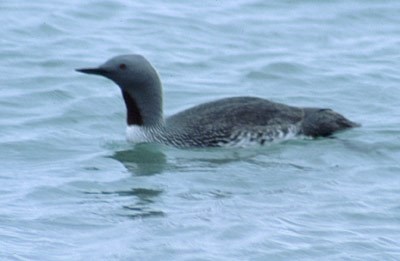 Red-Throated Loon