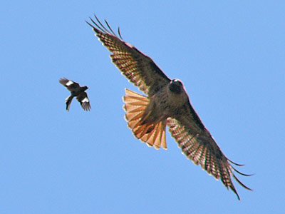 Red-tailed Hawk