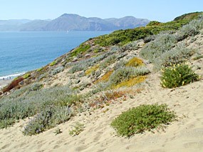 Sand dunes above Baker Beach