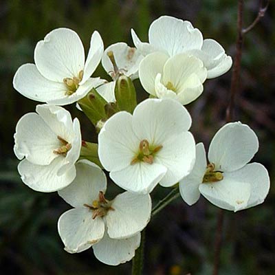 San Francisco Wallflower