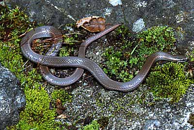 Sharp-tailed Snake
