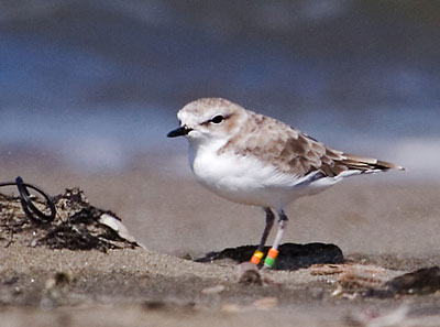 Snowy Plover
