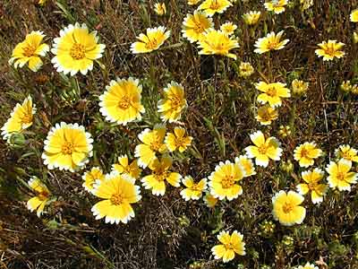 Coastal Tidytips