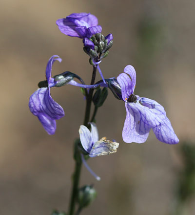 Blue Toadflax