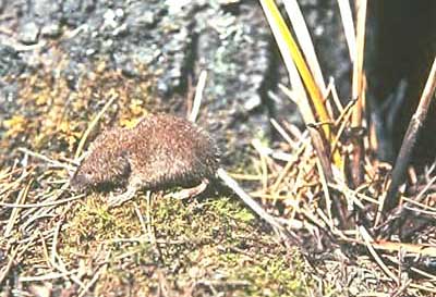 Vagrant Shrew
