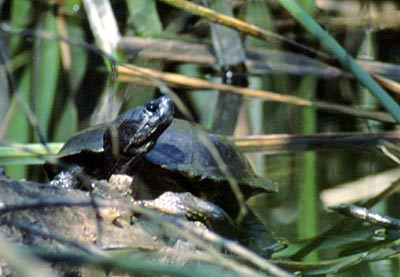 Western Pond Turtle