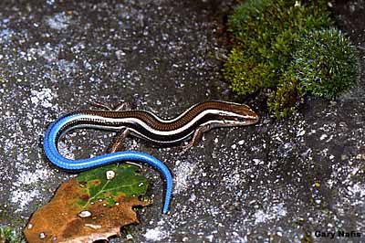 Western Skink