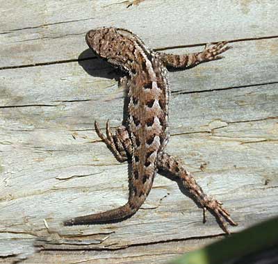 Western Fence Lizard