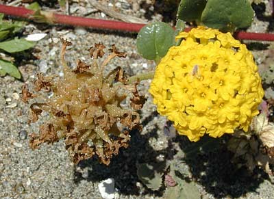 Yellow Sand Verbena