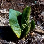 Skunk Cabbage