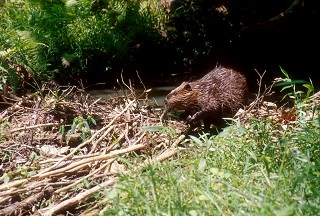 Beaver near its lodge