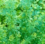 Chinese Lespedeza, a green low growing plant