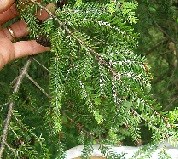 Hand holding short needled evergreen branch covered in white spots