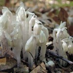 Indian pipe