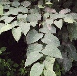 Branch with closely clustered rounded green leaves