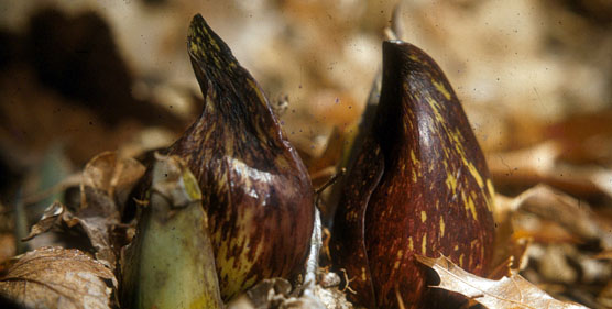Skunk Cabbage