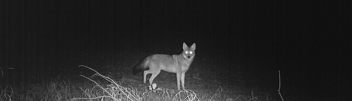 Coyote - Prince William Forest Park (U.S. National Park Service)