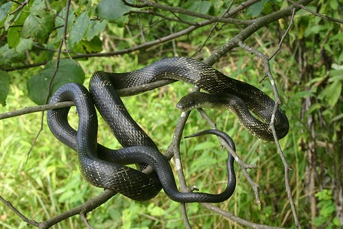 black rat snake