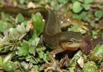 newt on moss