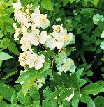 White clusters of small flowers on a green thorny stem among leaves