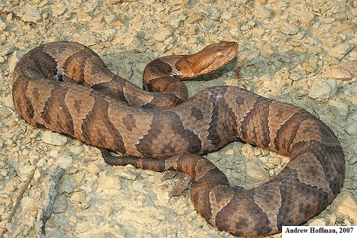 northern copperhead