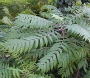Small green bush with oval shaped compound leaves