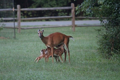 Two young deer feeding off of their mother