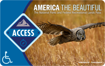 Lifetime Access Pass, blue with a photo of an owl flying over tan grass