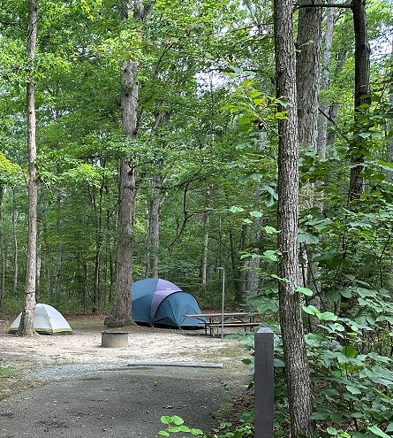 Campsite in a shaded green forest with two tents