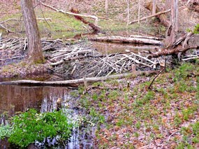 Beaver dam in the creek on Oak Ridge Trail