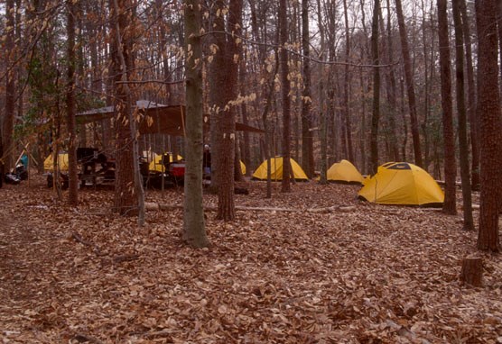 Group of yellow tents in the trees at a campground