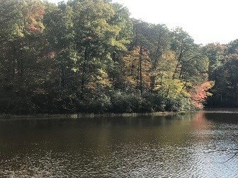 Lake view with trees in the distance