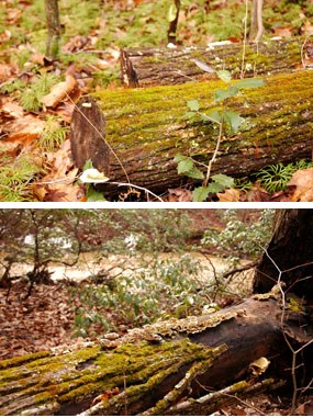 Two photos of moss growing on a downed log