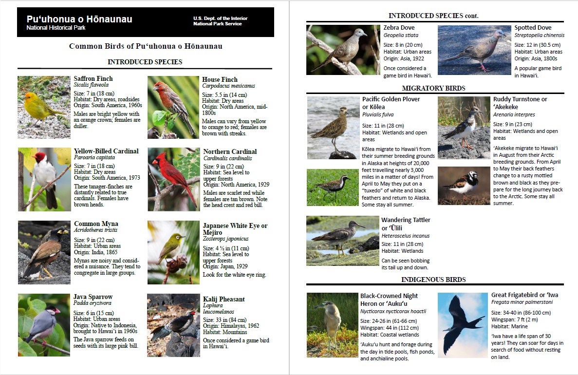 Bird Identification Guide