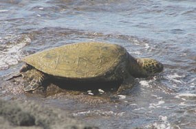 Honu (Sea turtle) basking along the shore of the Royal Garden.