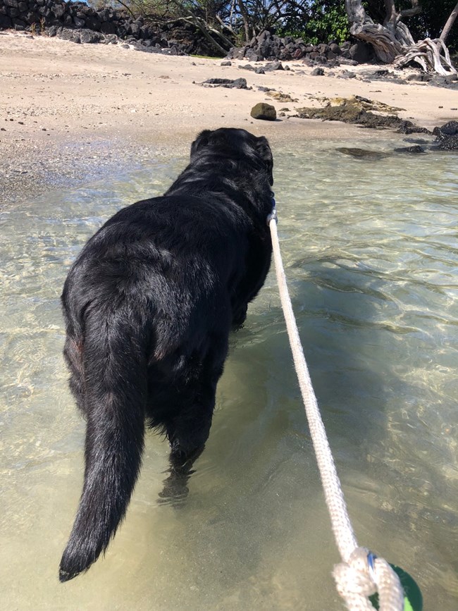 A black lab walks in the water at the beach while on a six-foot leash