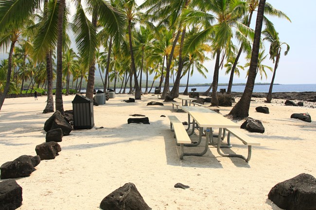 Picnic tables sit under the shade of coconut trees