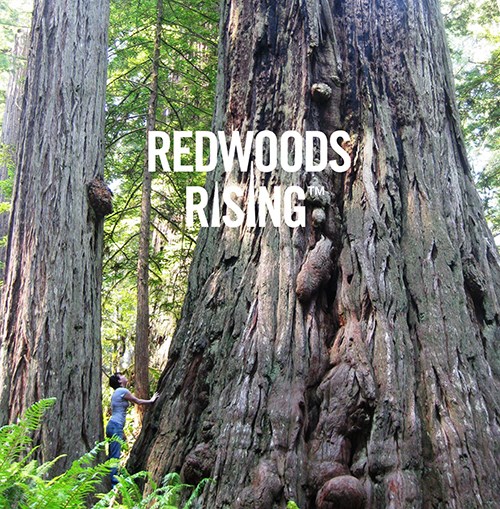 Redwood Rising Logo is super-imposed on top of redwood trees