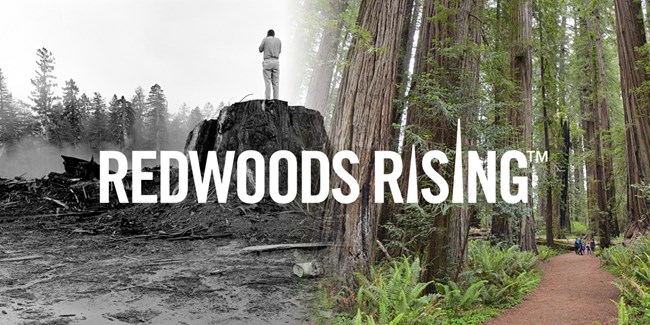Montage of logged redwoods( left) and old-growth redwoods(right). Text says Redwoods Rising