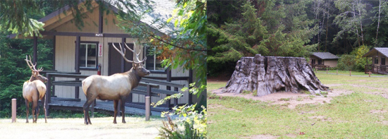 Cabin at WCEC with elk and meadow with redwood stump