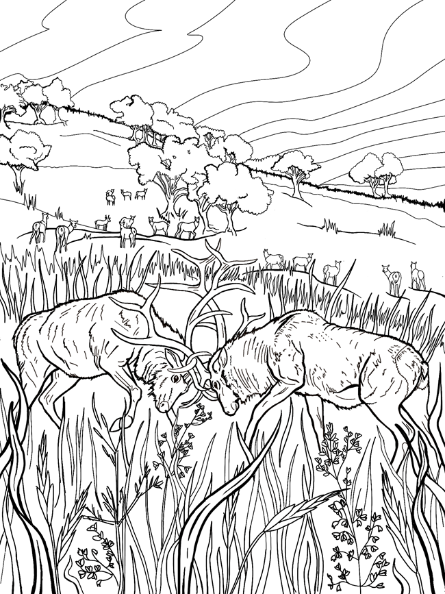 A black and white graphic shows 2 male elk sparing with their antlers in a prairie. The female elk can be seen in the background, dispersed around the oak trees. The whole scene is depicted in the bald hills, an oakland prairie.