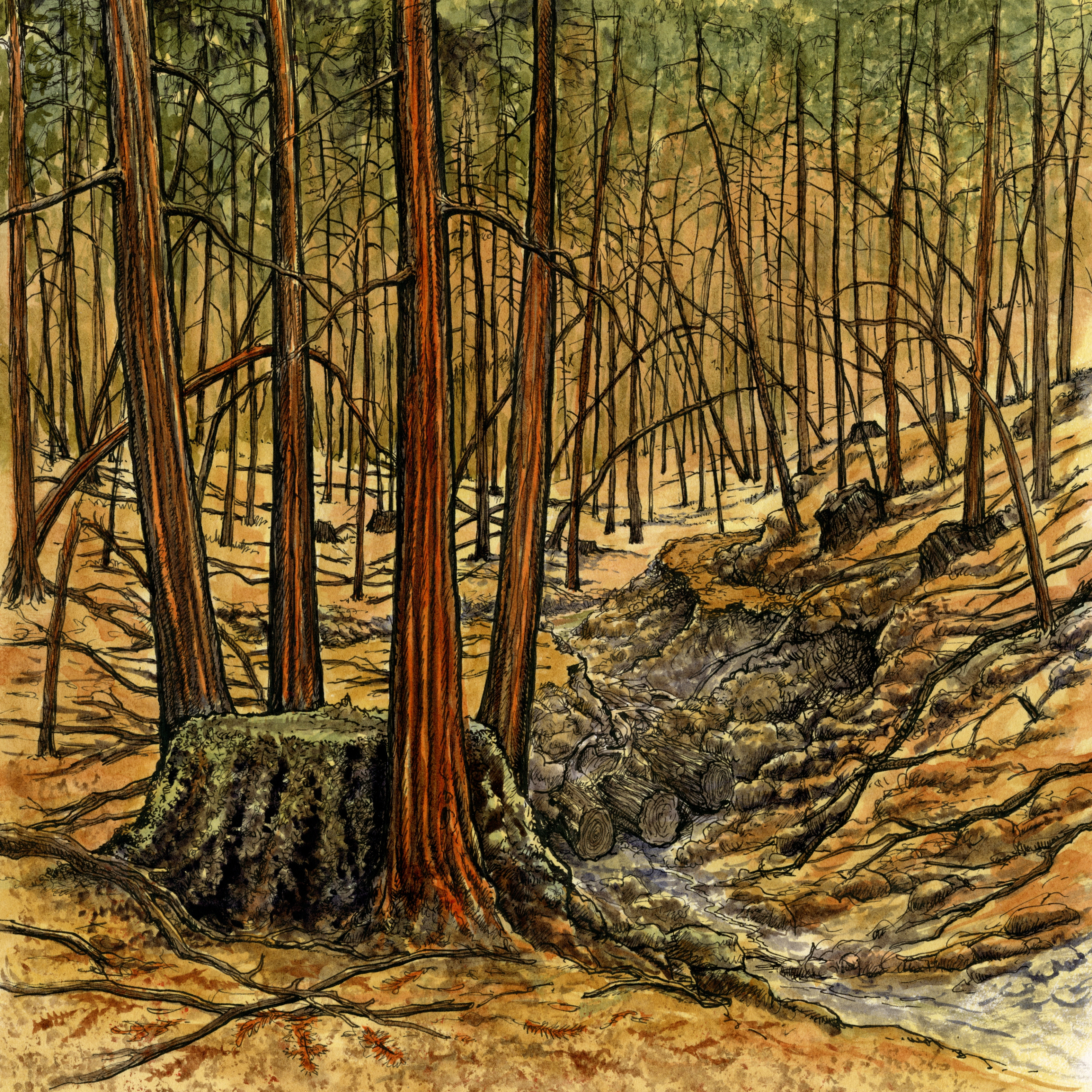 illustration of crowded, skinny trees