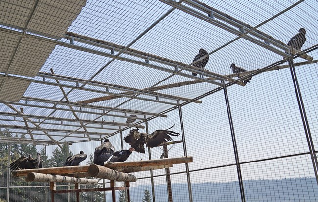 Five condors sit inside a release pen, three stand on top if it - on the outside.