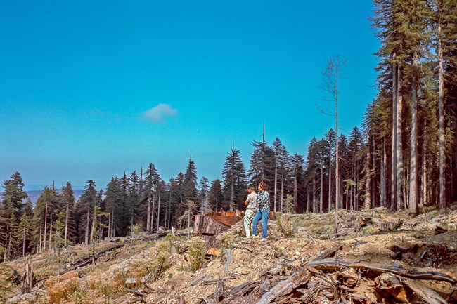 People stand on a hillside that has been clearcut