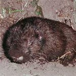 Mountain Beaver