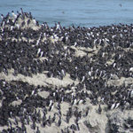 Common Murre Colony