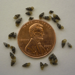 New Zealand mudsnails surround a penny.