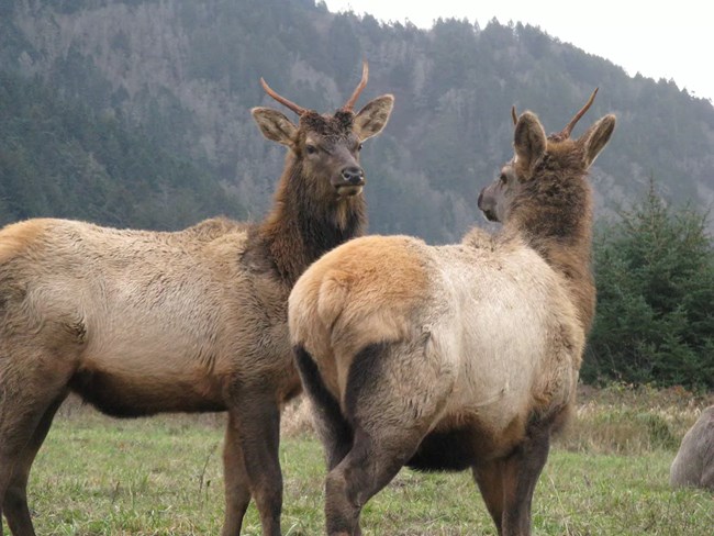 Two large elk in the field.